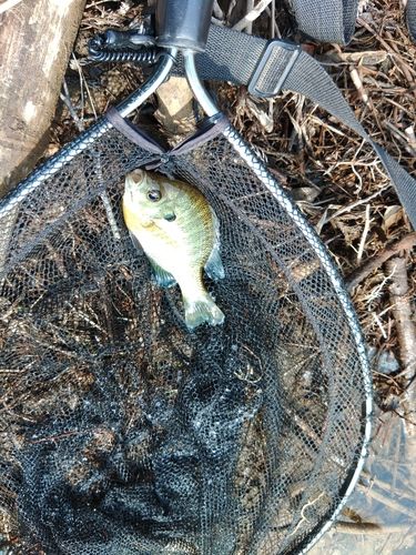 ブルーギルの釣果