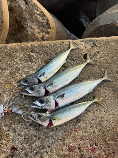 サバの釣果