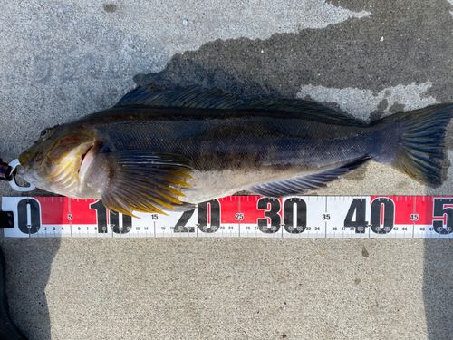 アイナメの釣果