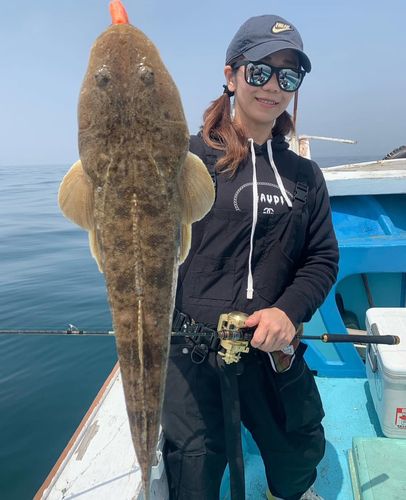 マゴチの釣果