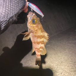 メバル