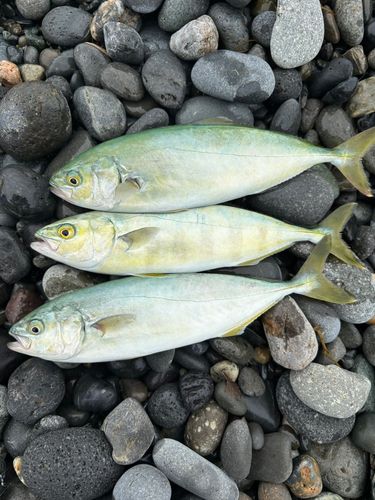 ワカシの釣果