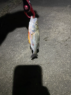 セイゴ（マルスズキ）の釣果