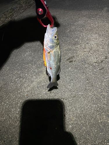 セイゴ（マルスズキ）の釣果