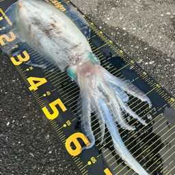アオリイカ