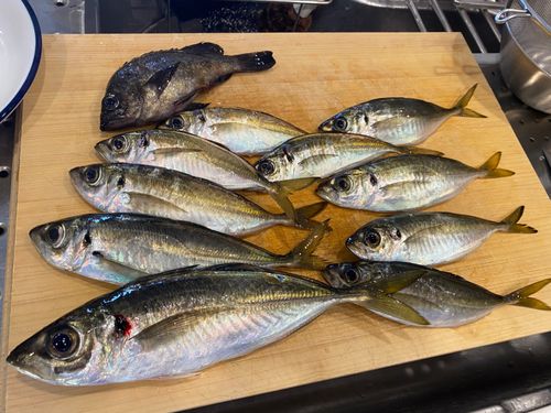 アジの釣果