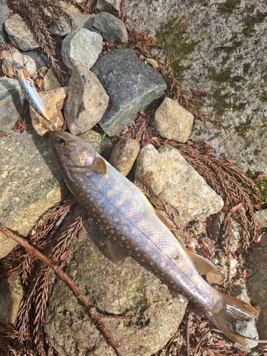 イワナの釣果