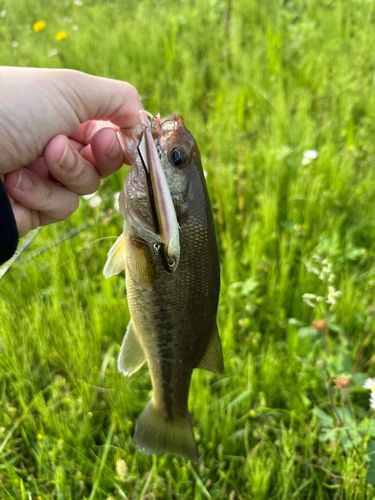 ブラックバスの釣果