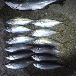 アジ