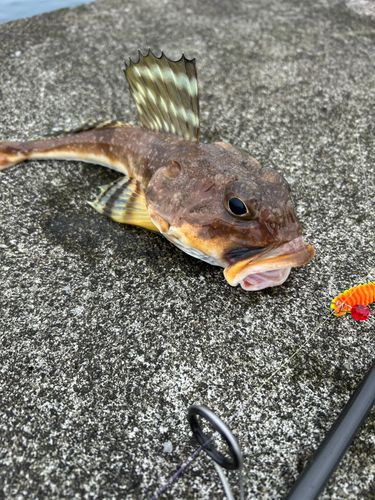 ツマグロカジカの釣果