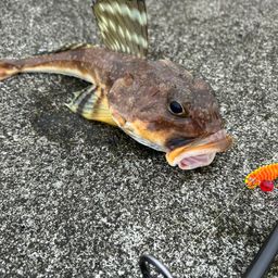 ツマグロカジカ