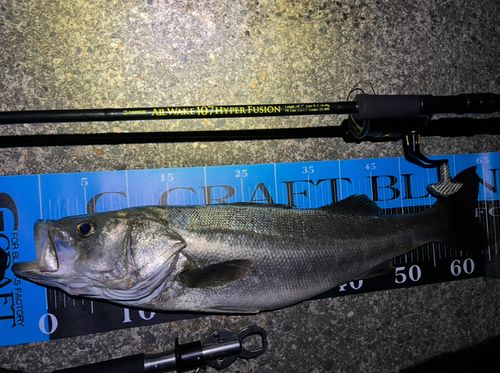 フッコ（マルスズキ）の釣果
