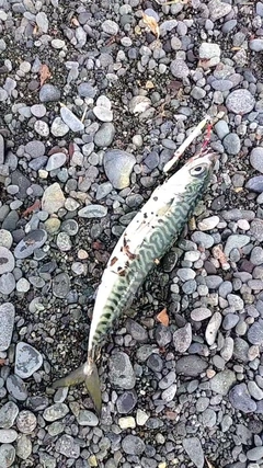 サバの釣果