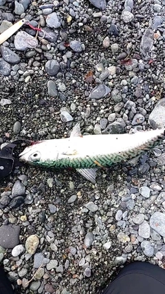 サバの釣果