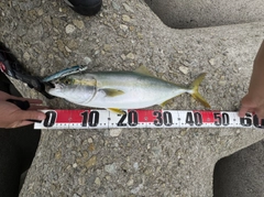ハマチの釣果