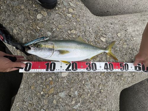 ハマチの釣果