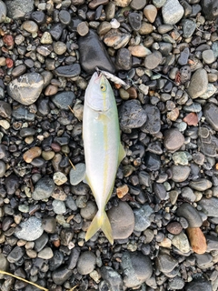 ワカシの釣果