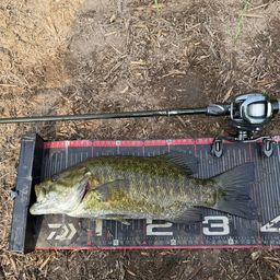 スモールマウスバス