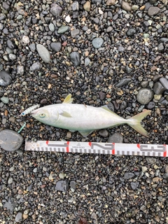 ワカシの釣果