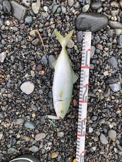 ワカシの釣果