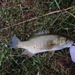 スモールマウスバス