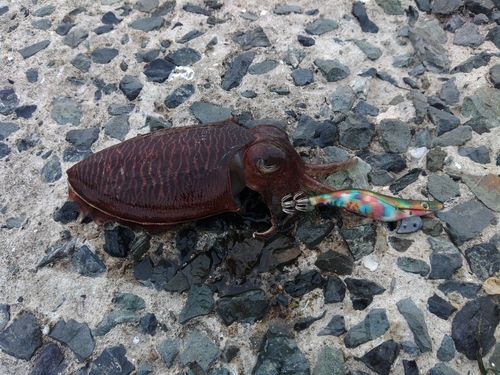 コウイカの釣果
