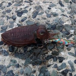 コウイカ