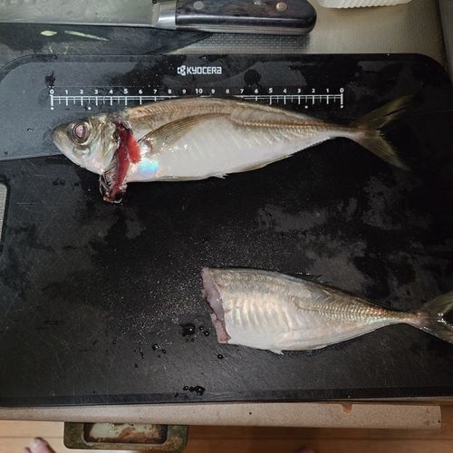 マアジの釣果