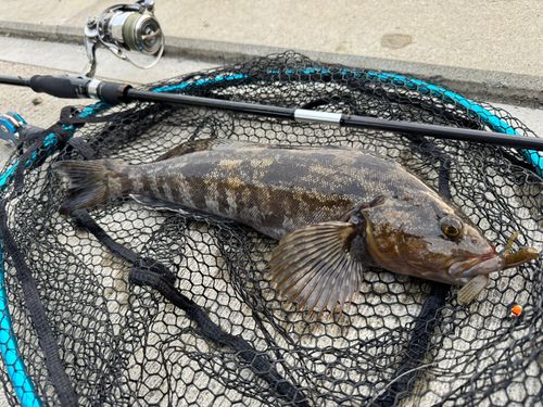 アイナメの釣果