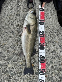 スズキの釣果