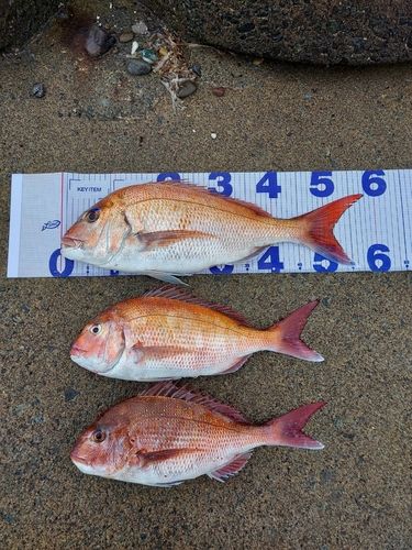 マダイの釣果