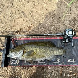 スモールマウスバス