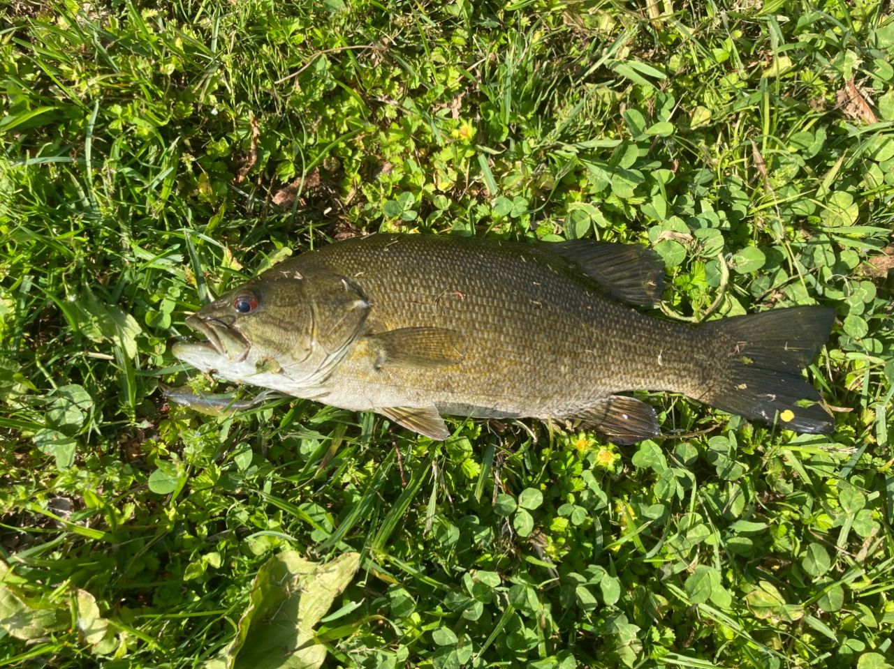 スモールマウスバス