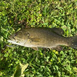 スモールマウスバス