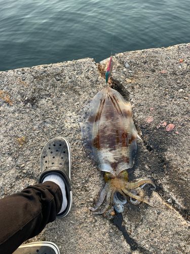 アオリイカの釣果