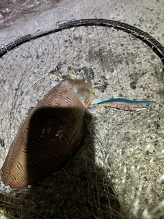 モンゴウイカの釣果