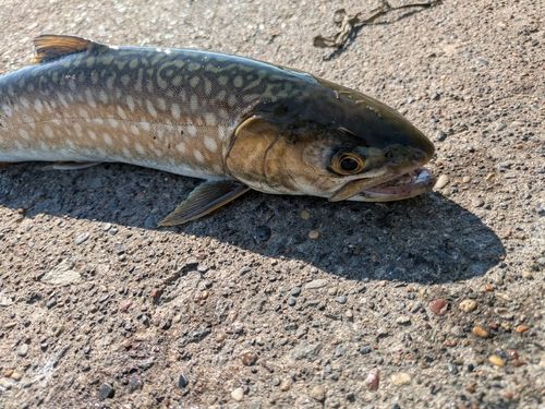 アメマスの釣果