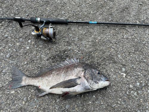 チヌの釣果