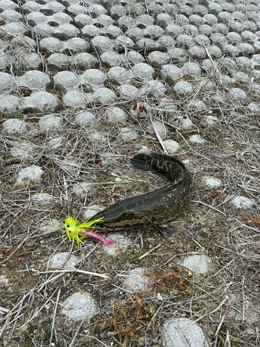 ライギョの釣果