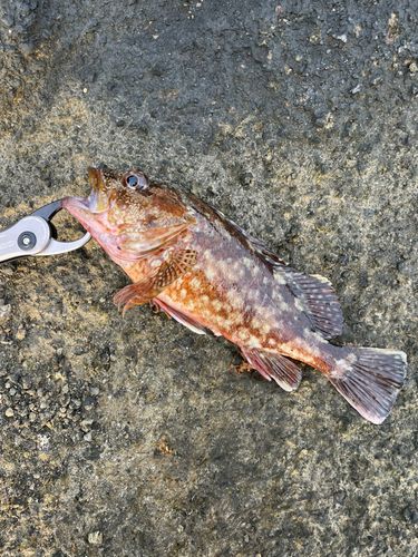 カサゴの釣果