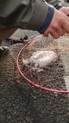イカの釣果