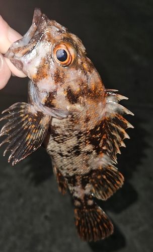 オウゴンムラソイの釣果