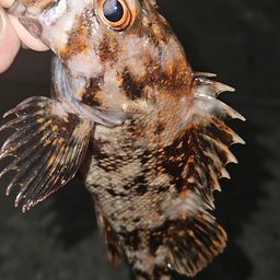 オウゴンムラソイ