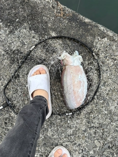 モンゴウイカの釣果