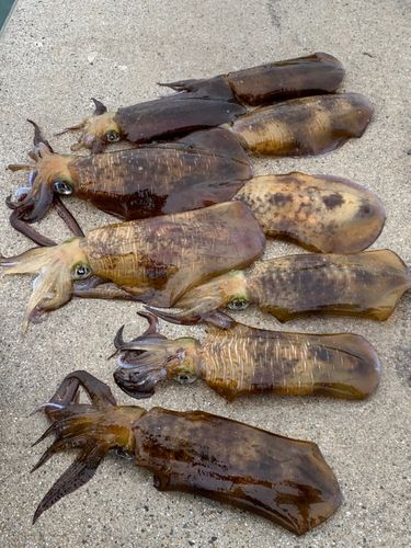 アオリイカの釣果