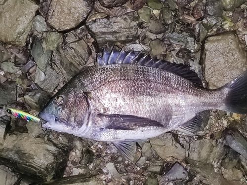 チヌの釣果