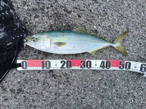 ヤズの釣果