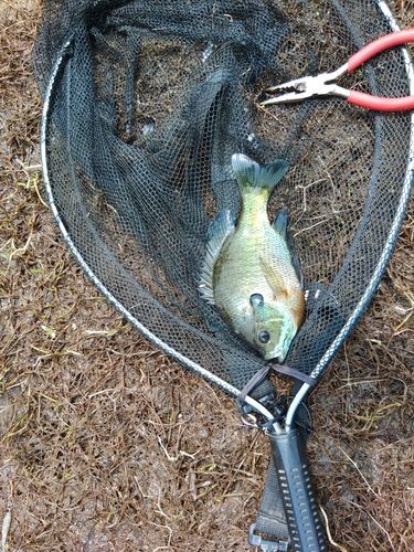 ブルーギルの釣果