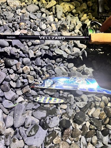 タチウオの釣果