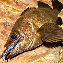 メバルの釣果